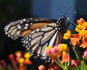 Step 1: A monarch feeds on milkweed and lays her eggs