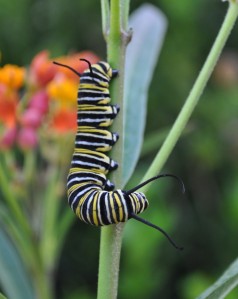Step 2: A very hungry monarch caterpillar (larva)