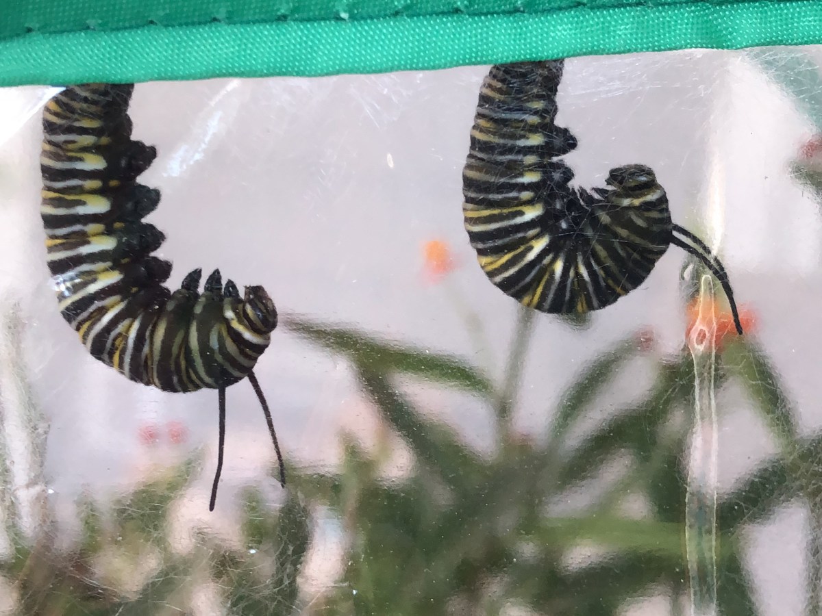 Living Amidst COVID-19